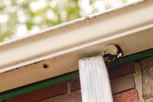 How to Tell if You Need Gutter Repair